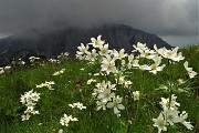 73 Anemoni narcissini con da sfondo le nebbie vaganti  in Zucco Barbesino